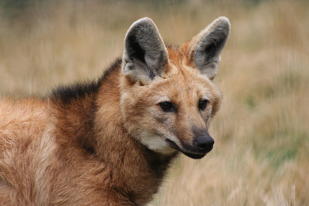 literally me (maned wolf)